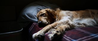 Why the dog began to pee on the bed: reasons for the behavior