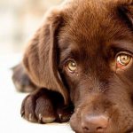 why do dogs have watery eyes - symptoms, treatment