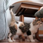 Why does your cat mark and how to wean him off: advice from a veterinarian