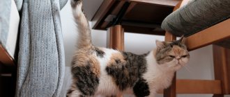 Why does your cat mark and how to wean him off: advice from a veterinarian