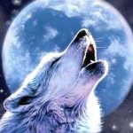 Why do dogs and wolves howl at the moon? Dog - magazine about dogs 