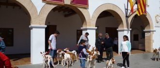 Podenco Ibicenco with owners