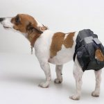 dog diapers