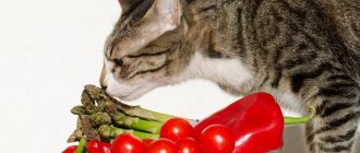 Healthy nutrition is good for cats too.