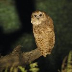 Barred Fish Owl - Scotopelia peli