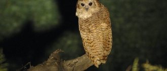 Barred Fish Owl - Scotopelia peli