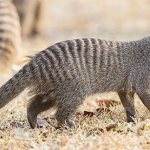 Banded mongoose Mungos mungo