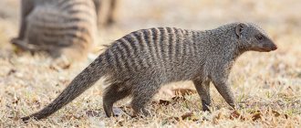 Banded mongoose Mungos mungo