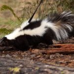 Striped skunk - photo