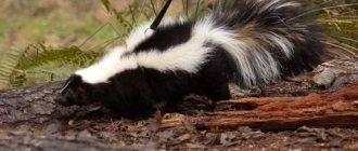 Striped skunk - photo