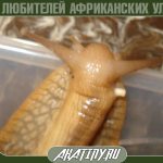 Achatina snail reproductive organ