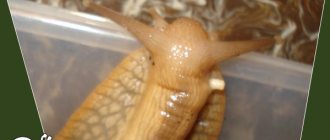 Achatina snail reproductive organ