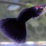 Semi-black purple guppy