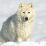 polar Wolf