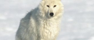 polar Wolf