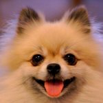 Pomeranian fox type Photo