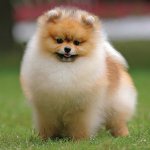 Pomeranian Toy