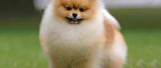 Pomeranian Toy