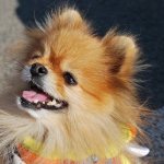 pomeranian spitz