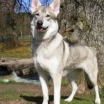 German Shepherd and Husky mix