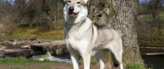 German Shepherd and Husky mix