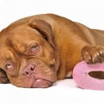 Diarrhea in dogs