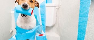 Понос у собаки: лечение, причины, лекарство. Чем лечить и что дать домашней собаке от поноса?