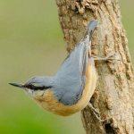 Nuthatch - an inhabitant of the forests of the Northern Hemisphere