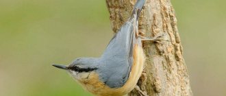 Nuthatch - an inhabitant of the forests of the Northern Hemisphere