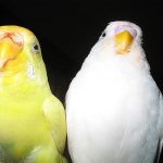 Lutino parrots