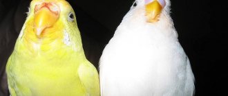 Lutino parrots