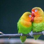 Lovebirds: keeping at home, how long they live