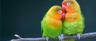 Lovebirds: keeping at home, how long they live