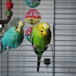 Parrots sitting in a cage