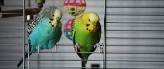 Parrots sitting in a cage