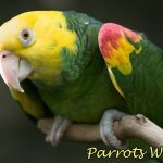 parrot amazon