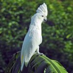 cockatoo parrot