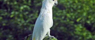 cockatoo parrot