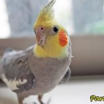 Corella parrot: description, habitat, lifestyle, reproduction