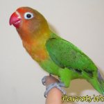 Lovebird parrot