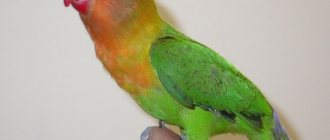 Lovebird parrot