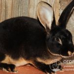 The popularity of Rex rabbits (pictured) in commercial farming is due to the high quality of their skin and fur.