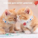 популярные клички для кошек