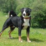 Appenzeller breed