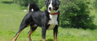 Appenzeller breed