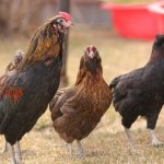 Araucana breed