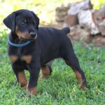 Doberman breed