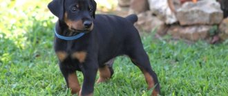 Doberman breed