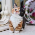 Munchkin cat breed