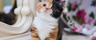 Munchkin cat breed